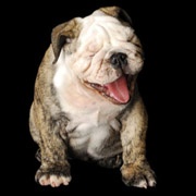bulldog puppy smiling 