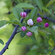 Crabapple Buds in Spring 