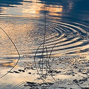 rippling circle in water 